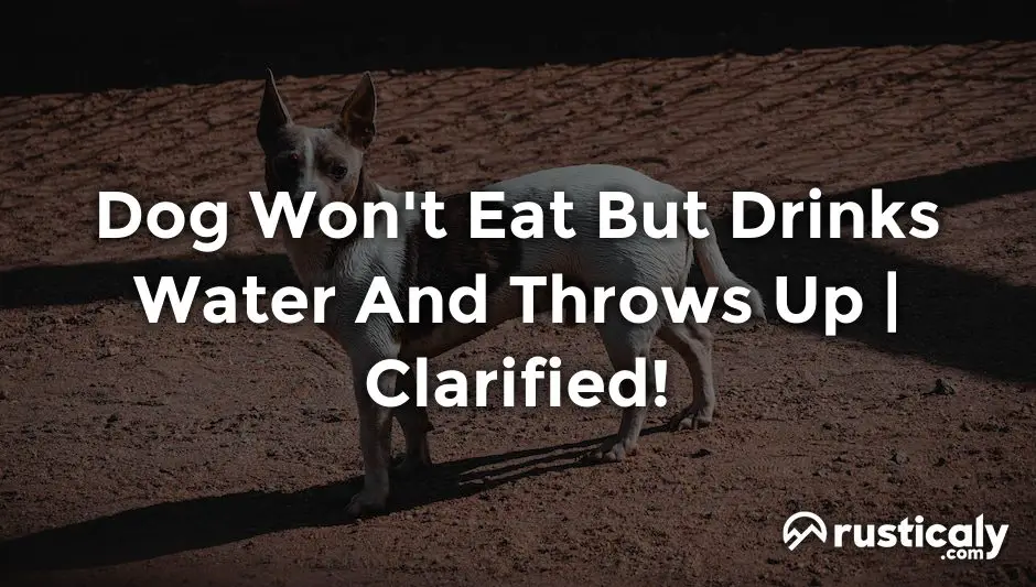dog won't eat but drinks water and throws up