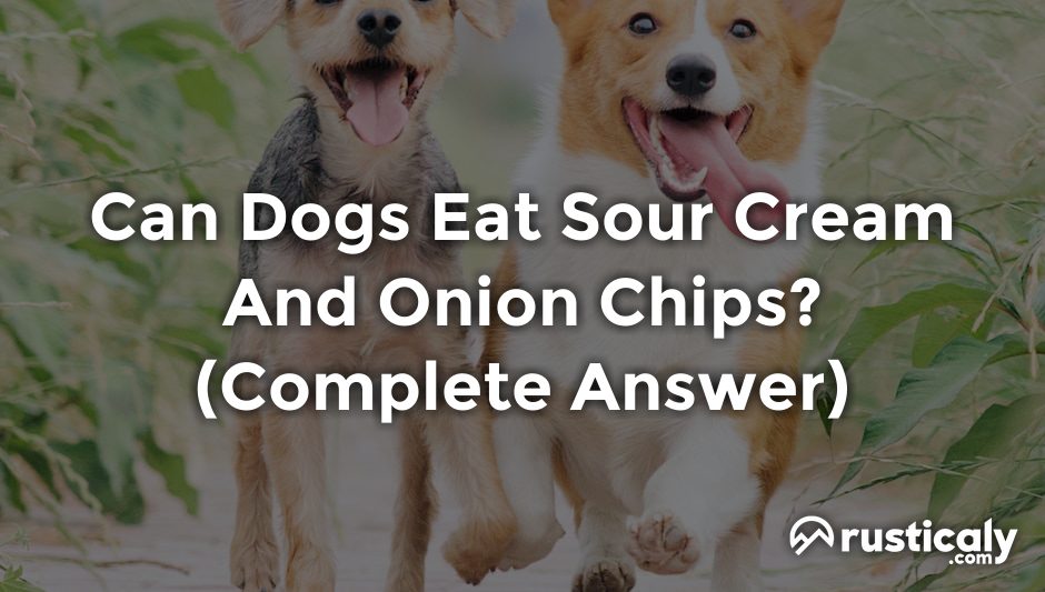 can dogs eat sour cream and onion chips