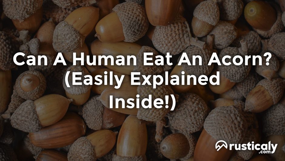 can a human eat an acorn