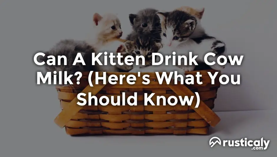 can a kitten drink cow milk