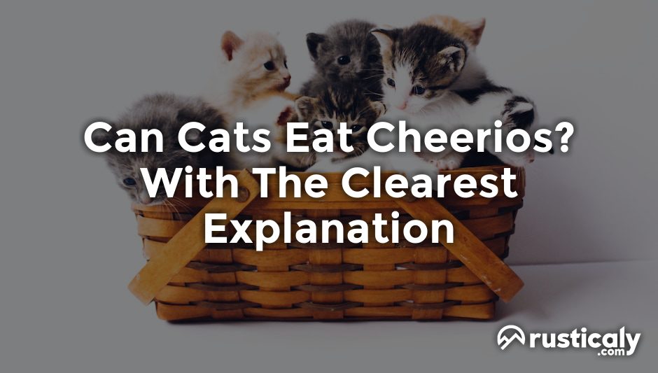 can cats eat cheerios
