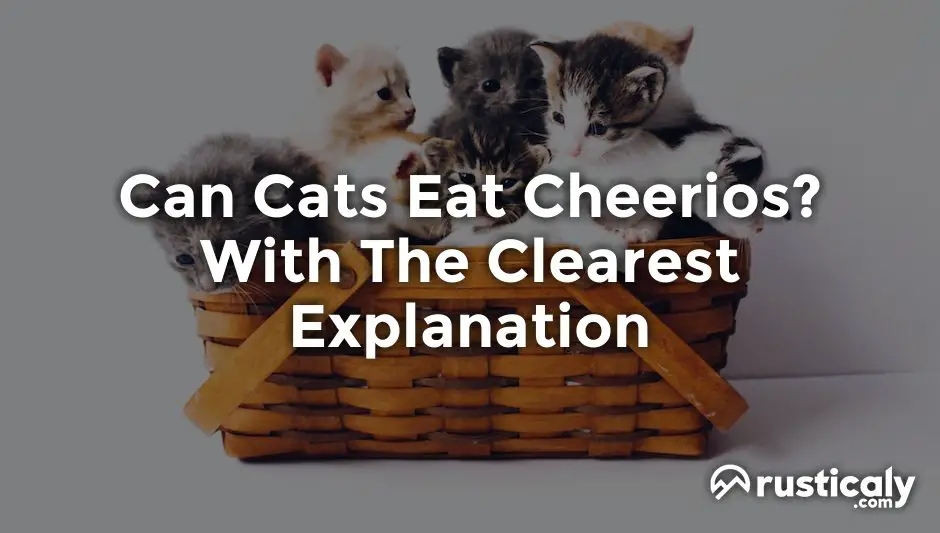 can cats eat cheerios