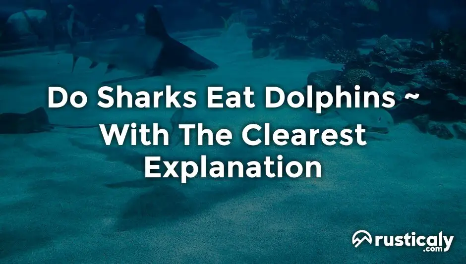 do sharks eat dolphins