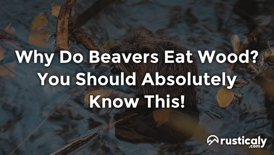 why do beavers eat wood