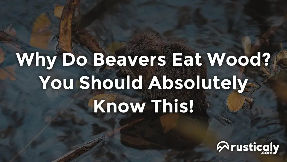 why do beavers eat wood