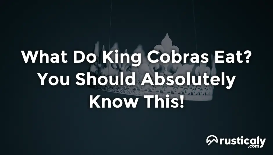 what do king cobras eat