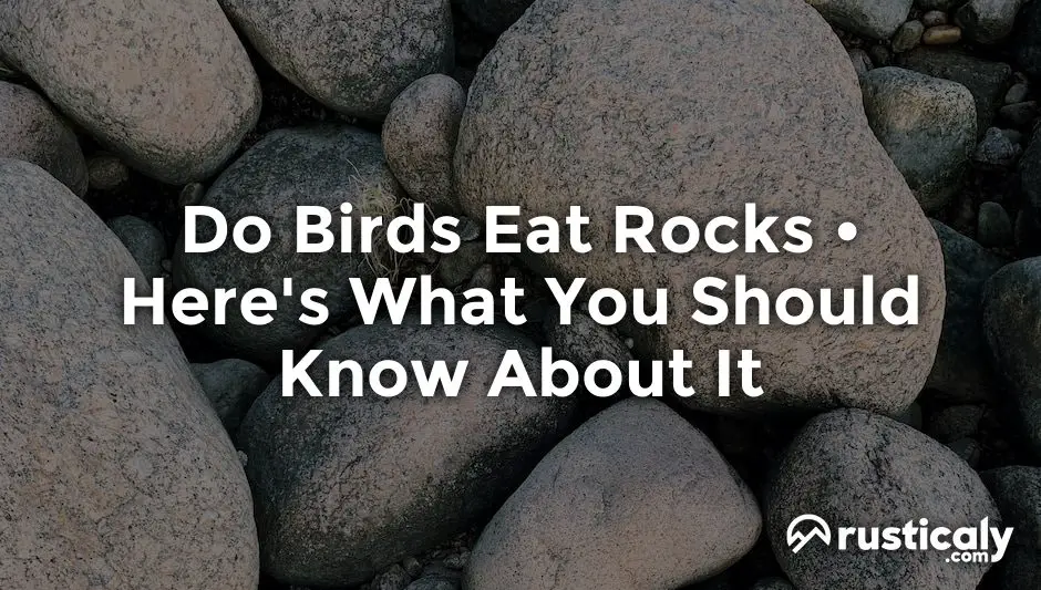 do birds eat rocks
