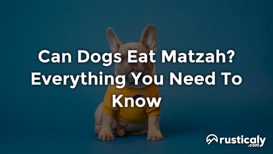 can dogs eat matzah
