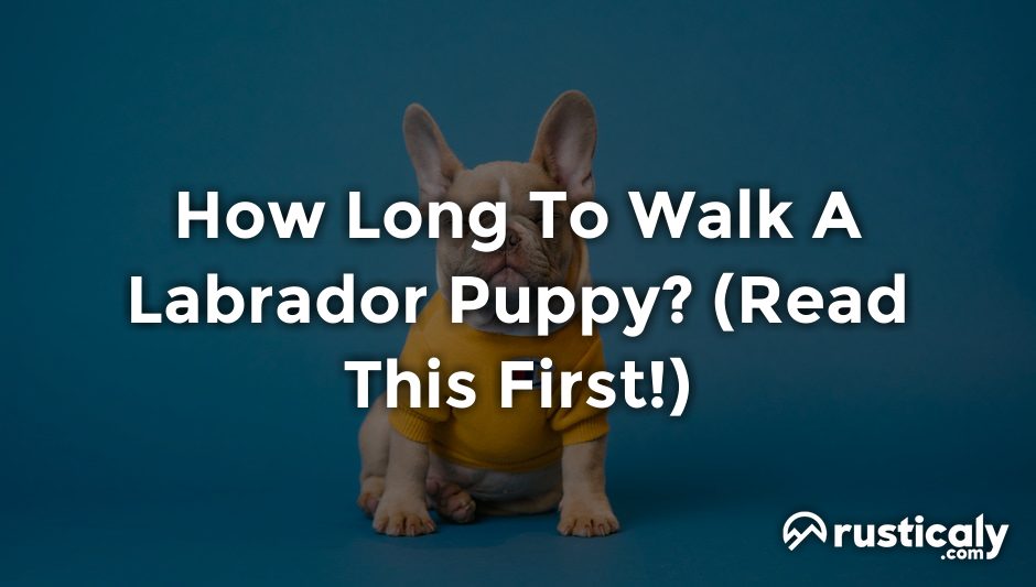 how long to walk a labrador puppy