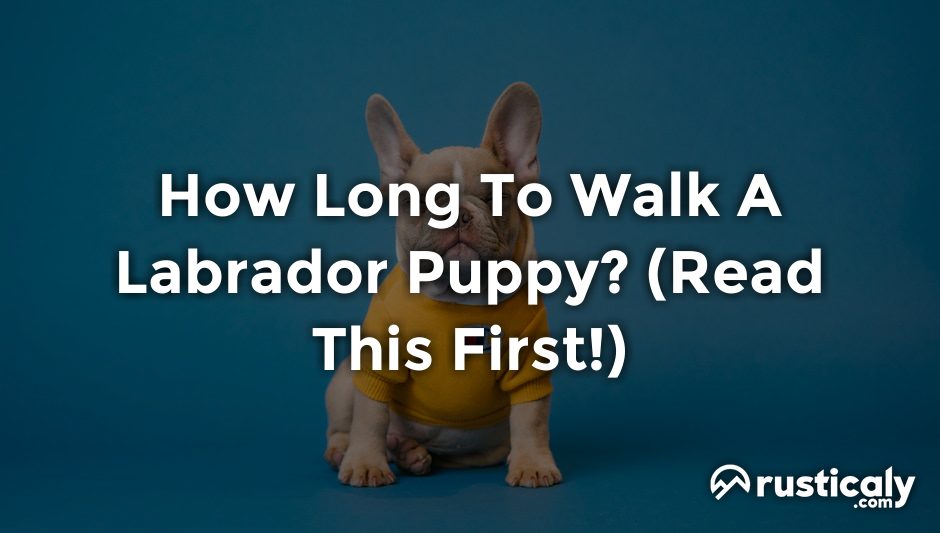 How Long To Walk A Labrador Puppy? (Explanation Revealed!)