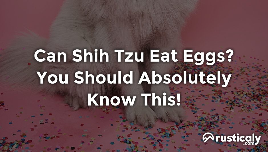 can shih tzu eat eggs