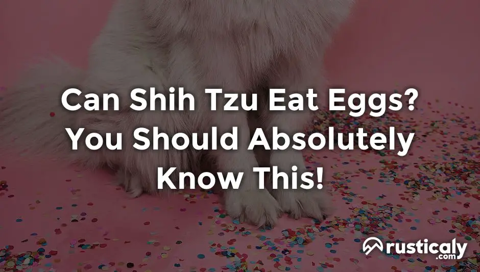 Can Shih Tzu Eat Eggs You Should Absolutely Know This can-shih-tzu-eat-eggs-you-should-absolutely-know-this