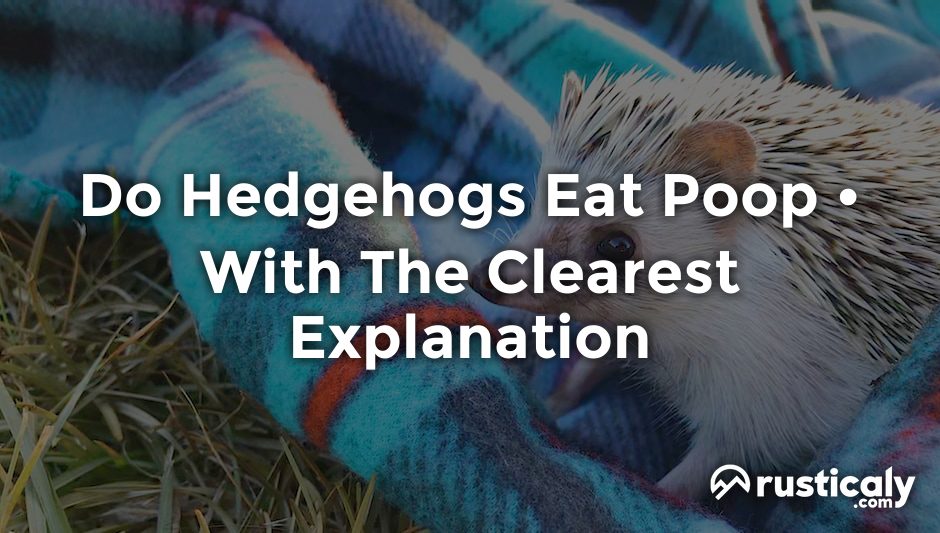 do hedgehogs eat poop
