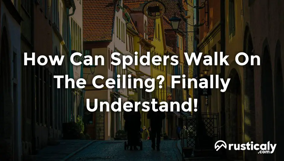 how can spiders walk on the ceiling