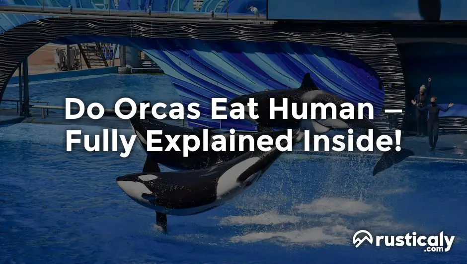 do orcas eat human
