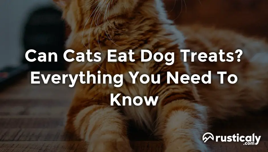 can cats eat dog treats