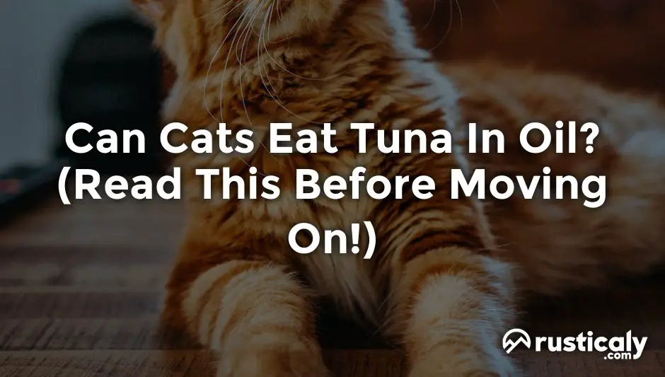 can cats eat tuna in oil