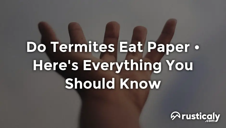 do termites eat paper