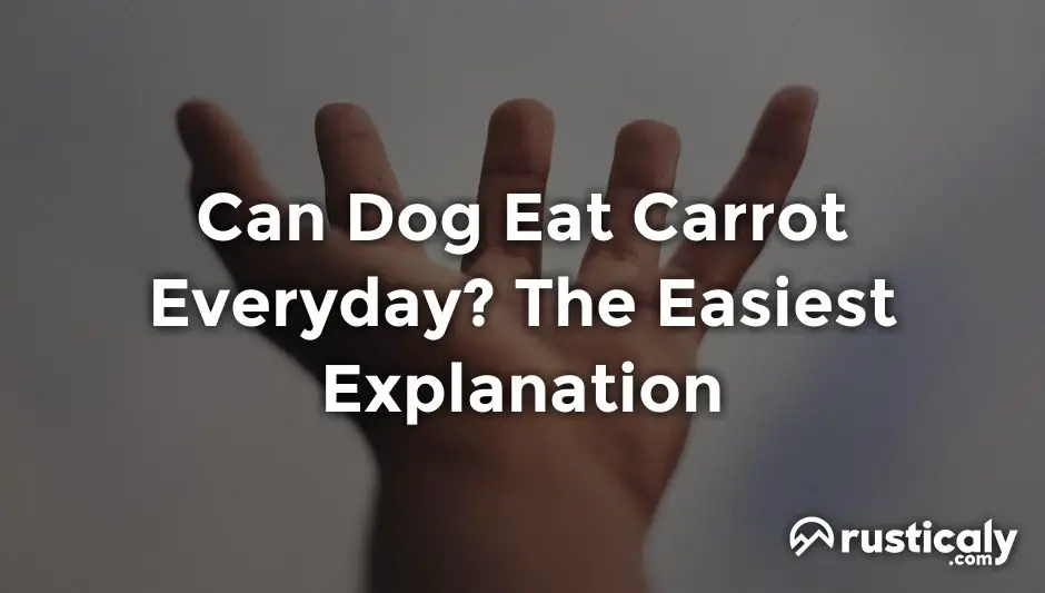 can dog eat carrot everyday