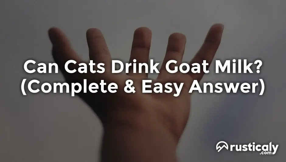can cats drink goat milk