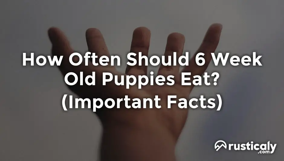 how often should 6 week old puppies eat