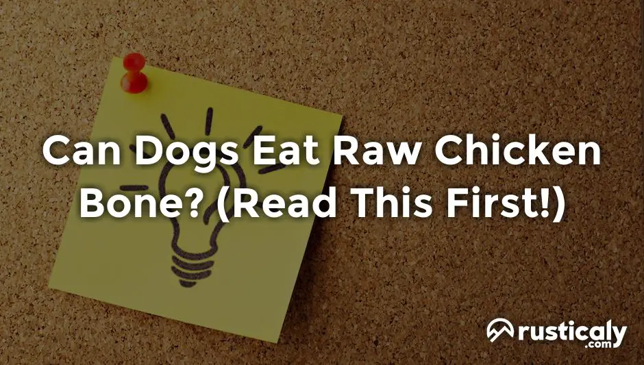 Can Dogs Eat Raw Chicken Bone? (Easy & Clear Answer)