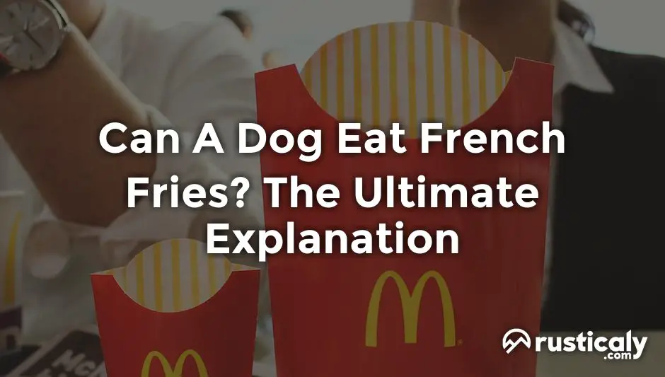 can a dog eat french fries