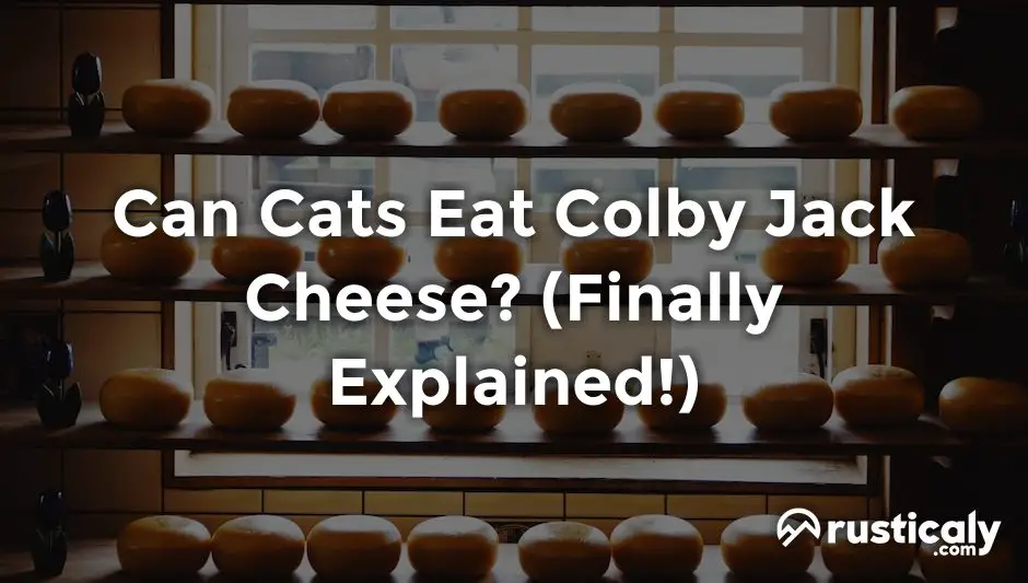 can cats eat colby jack cheese