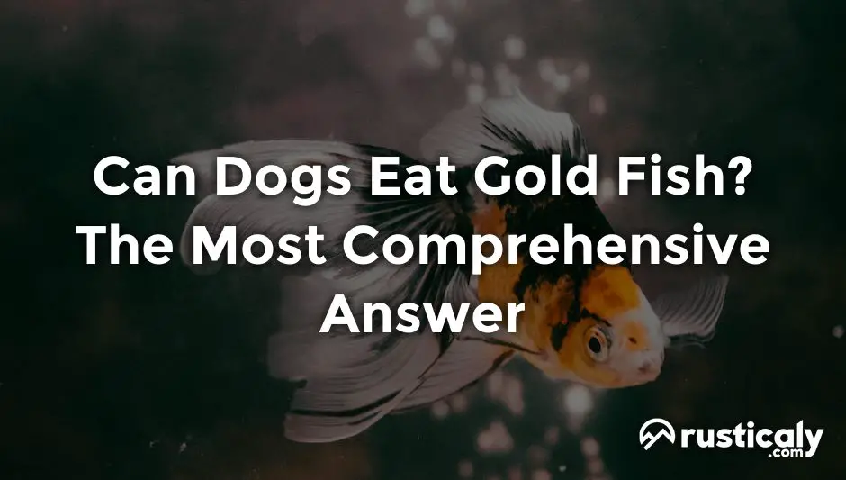 can dogs eat gold fish