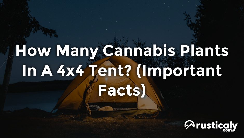 how many cannabis plants in a 4x4 tent