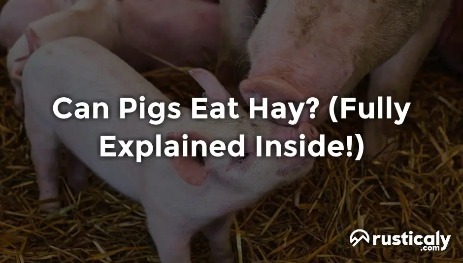 can pigs eat hay