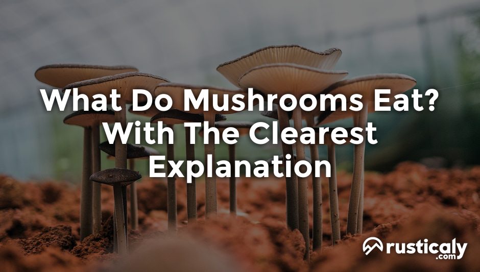 what do mushrooms eat