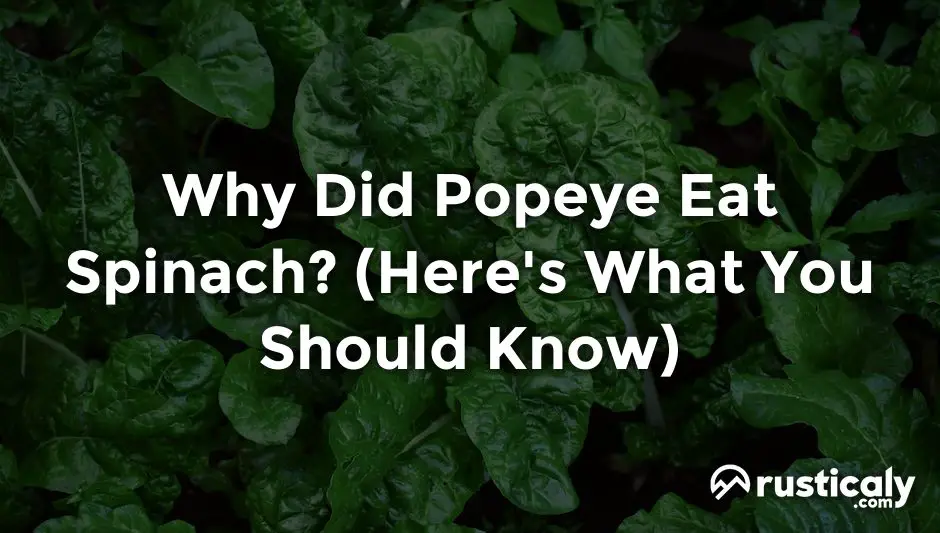 why did popeye eat spinach
