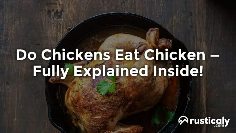 Do Chickens Eat Chicken — Here's What You Should Know About It