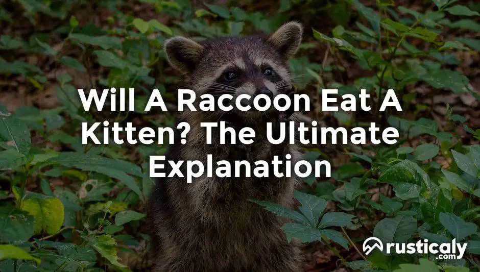 will a raccoon eat a kitten