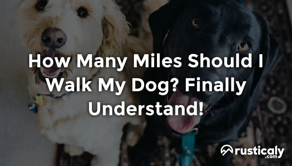 how many miles should i walk my dog