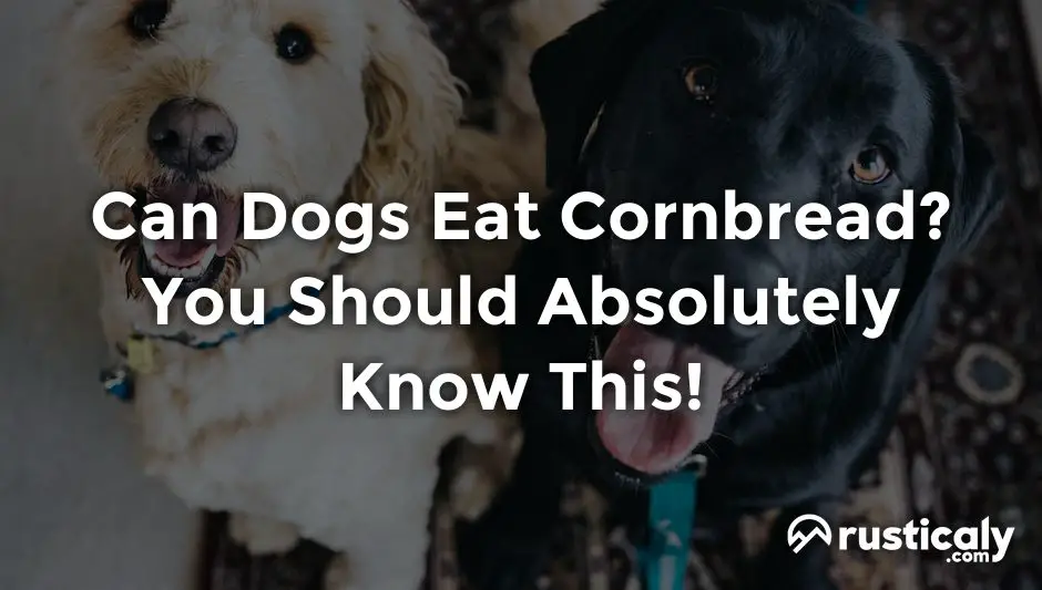 can dogs eat cornbread