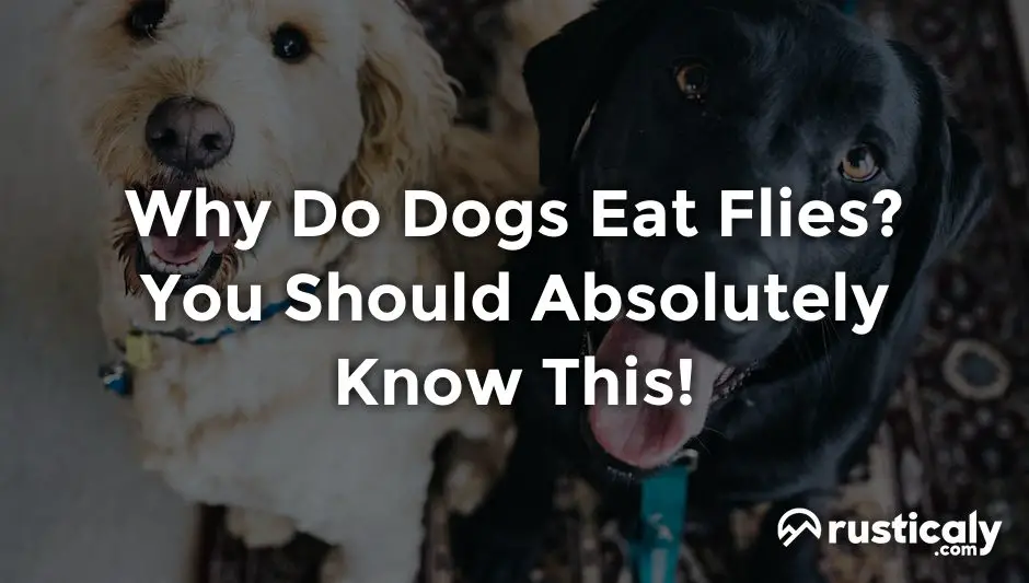 Why Do Dogs Eat Flies? Here's What You Should Know About It