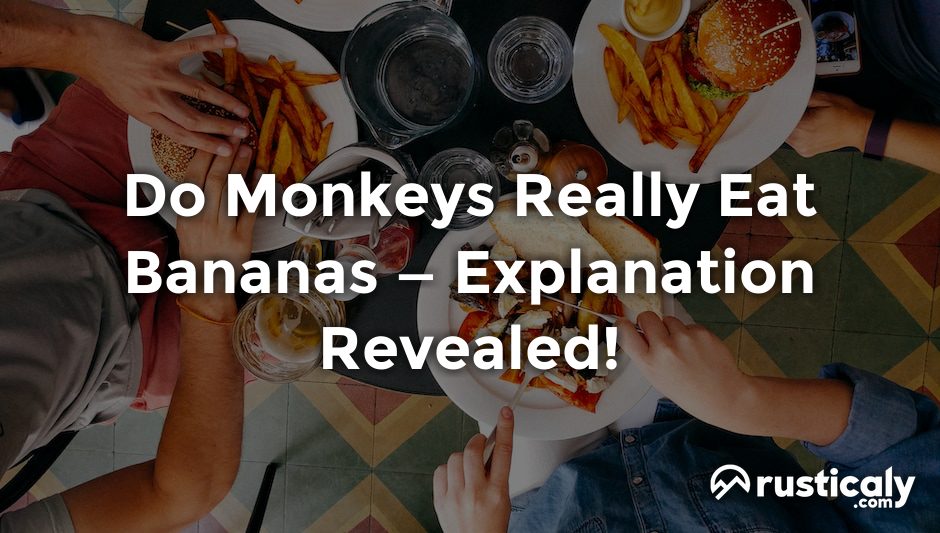 do monkeys really eat bananas