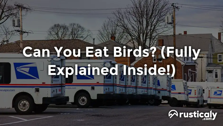 can you eat birds