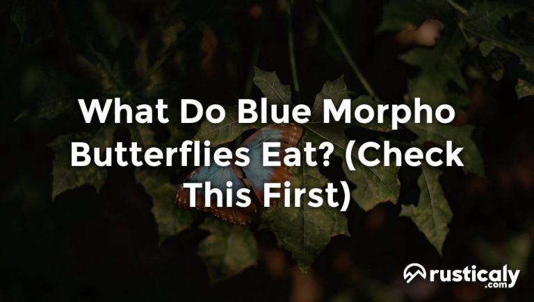 What Do Blue Morpho Butterflies Eat Surprising Answer - flhkhya