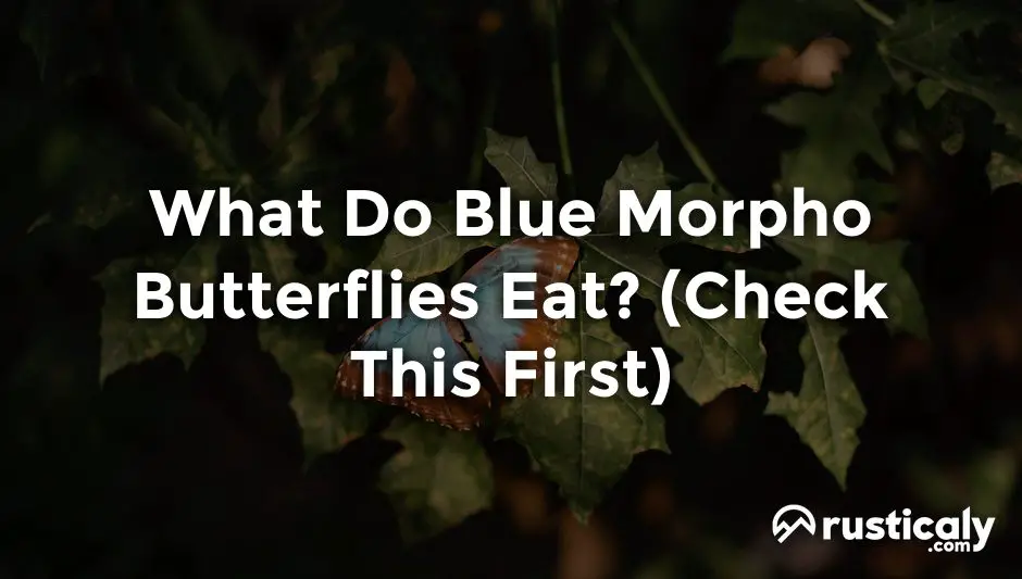 what do blue morpho butterflies eat