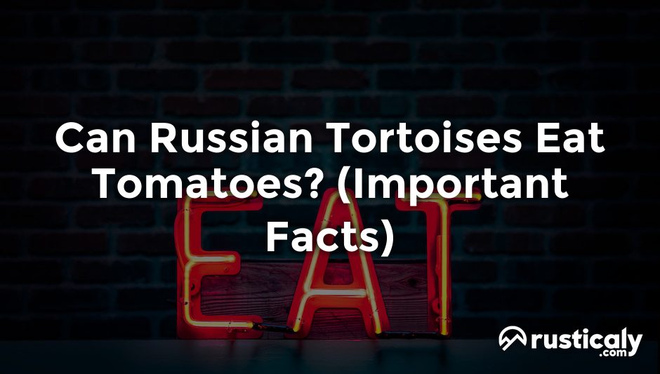 can russian tortoises eat tomatoes