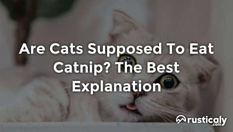 are cats supposed to eat catnip