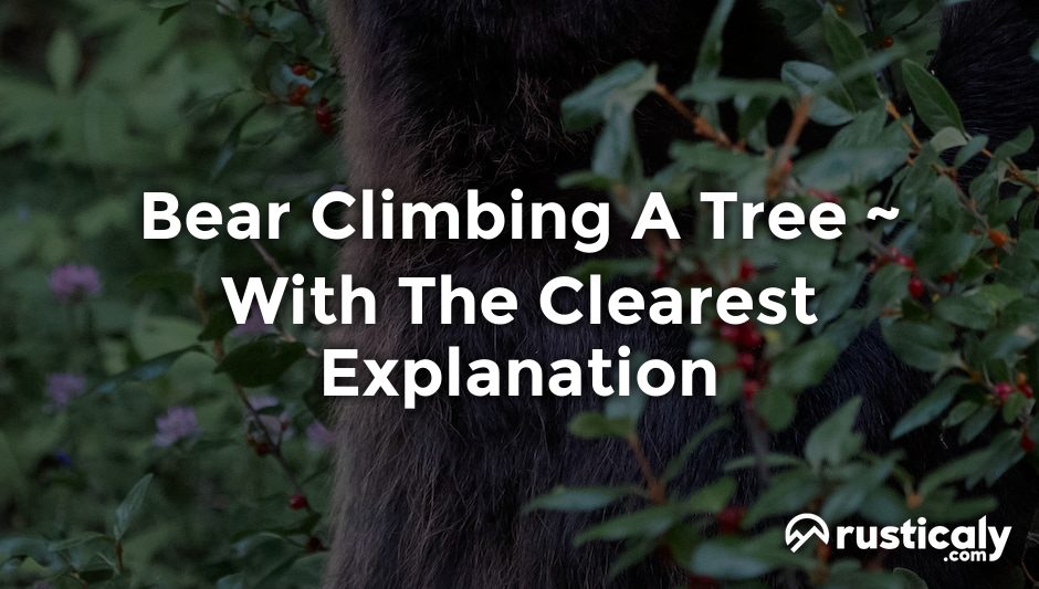 bear climbing a tree