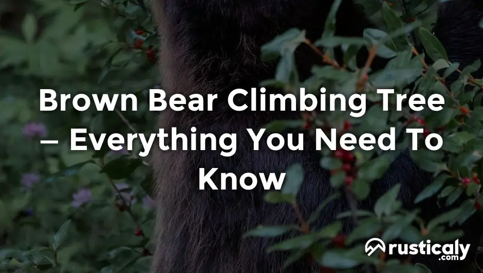 brown bear climbing tree