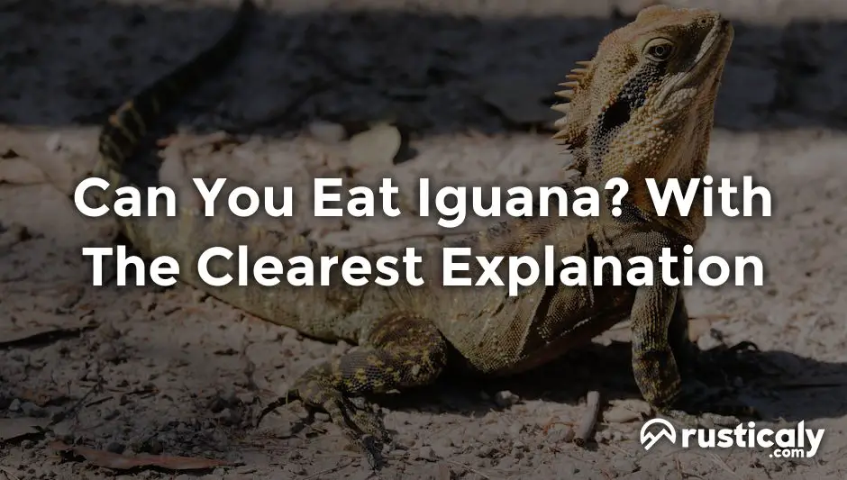 can you eat iguana