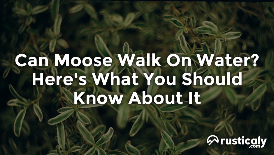 can moose walk on water