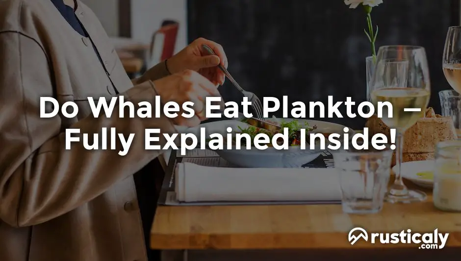 do whales eat plankton