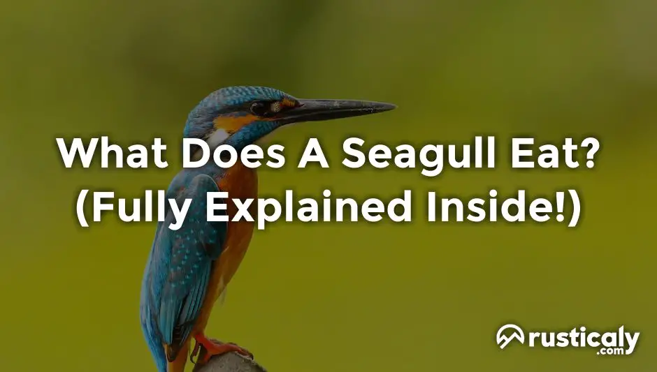 what does a seagull eat